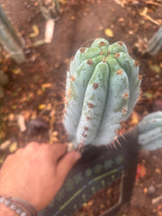 💎👑 Althea — 8” Tip