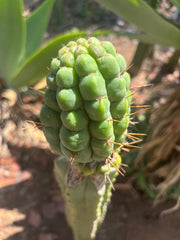💎👑💎 Havran — Large Established Graft on PC