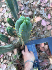 👑🌶️ BBB —  XL 15” Pup