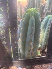 💎🌶️🌶️ NOM — 8.5” Tip