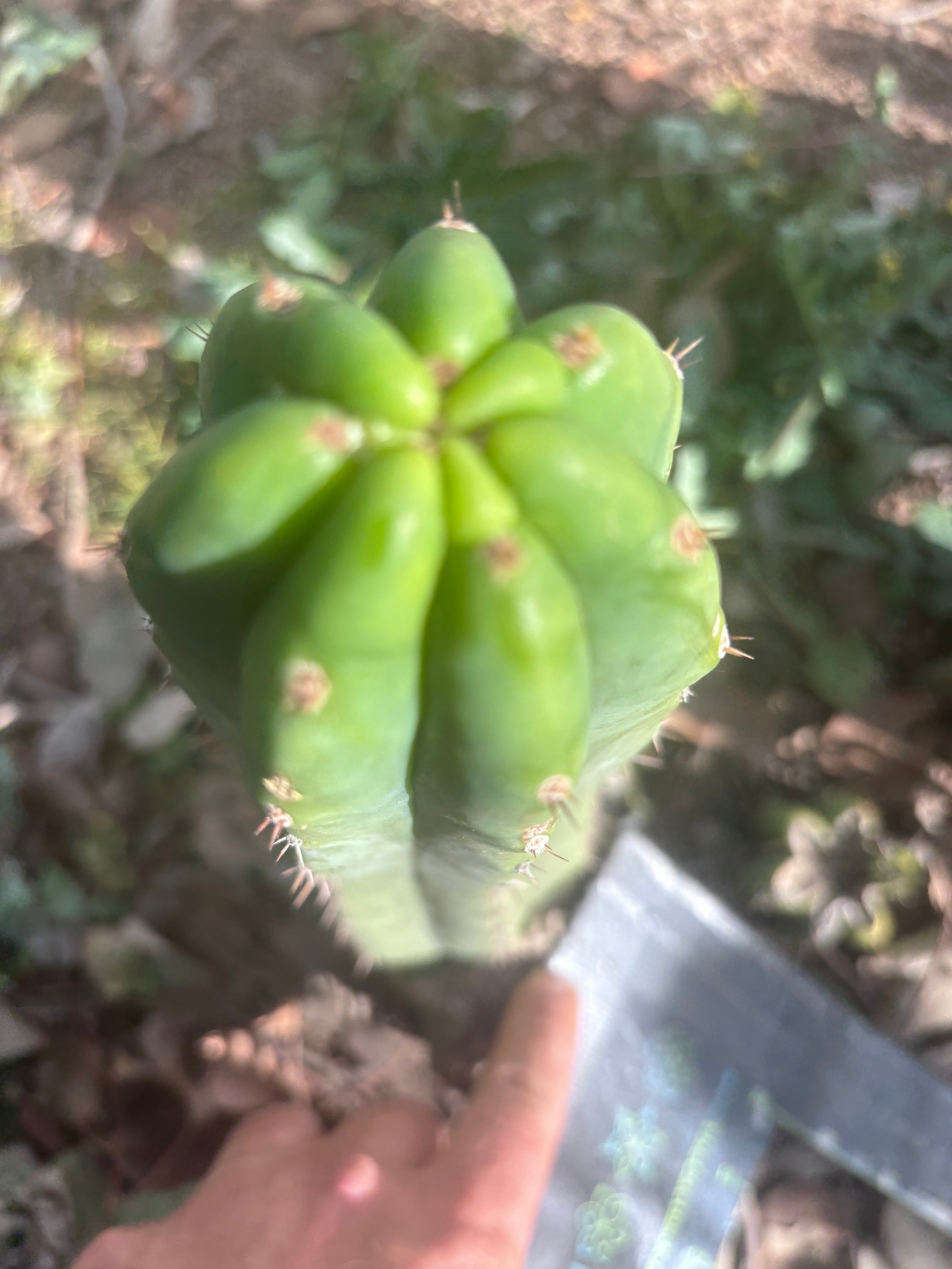 👑🌶️🌶️ Landfill — 10” Pup