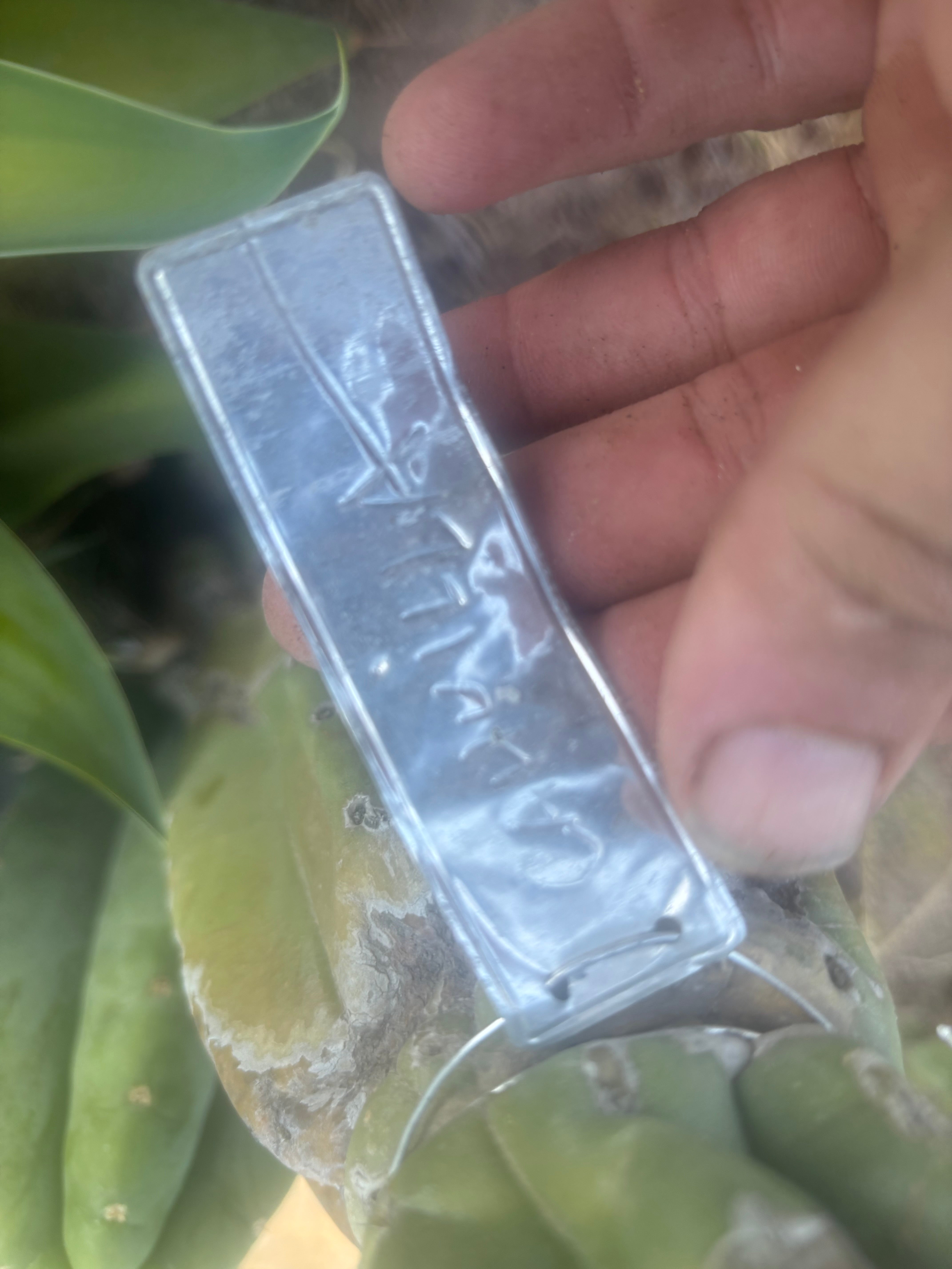 👑🌶️🌶️ Cahuilla  — Fat 8” Pup