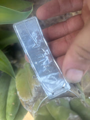 👑🌶️🌶️ Cahuilla  — Fat 8” Pup