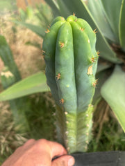 🌶️🌶️ NoidTwo — 10” Tip