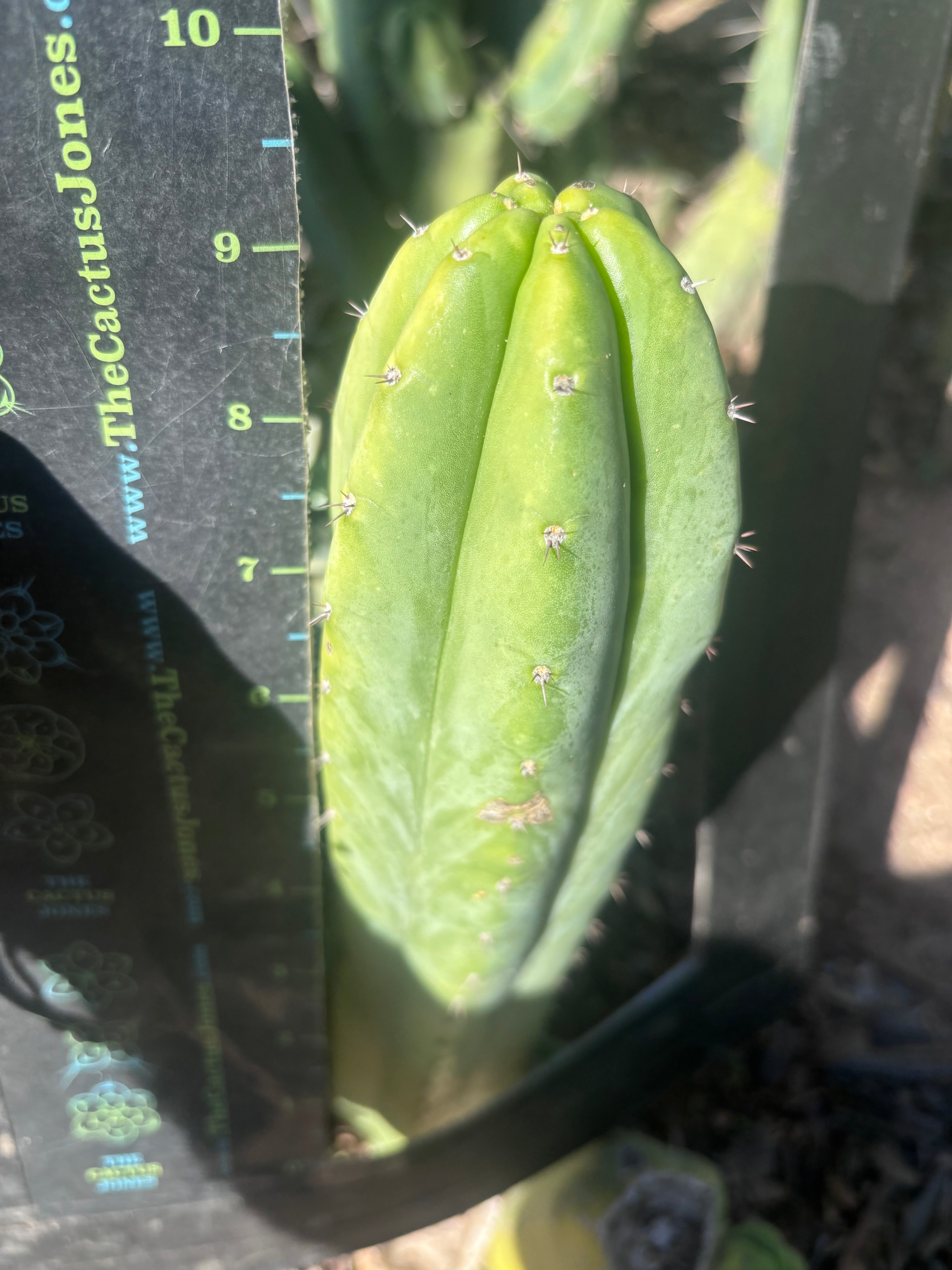 👑🌶️🌶️ Ogun — 9.5” Tip