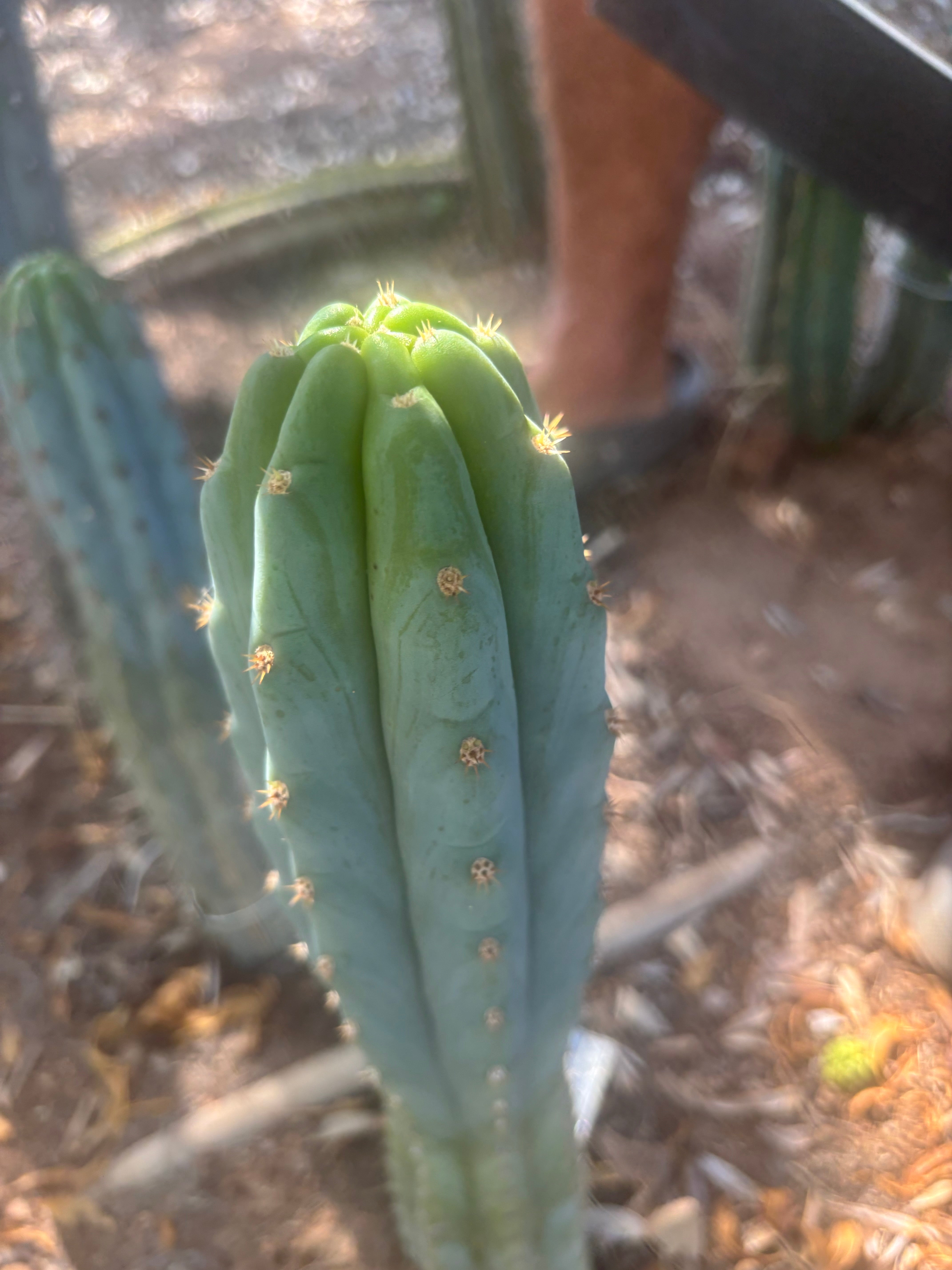 💎👑 Karta — 10” Tip (First Timer)