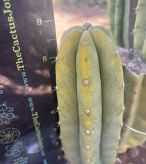 👑🌶️🌶️ Landfill — 9” Pup