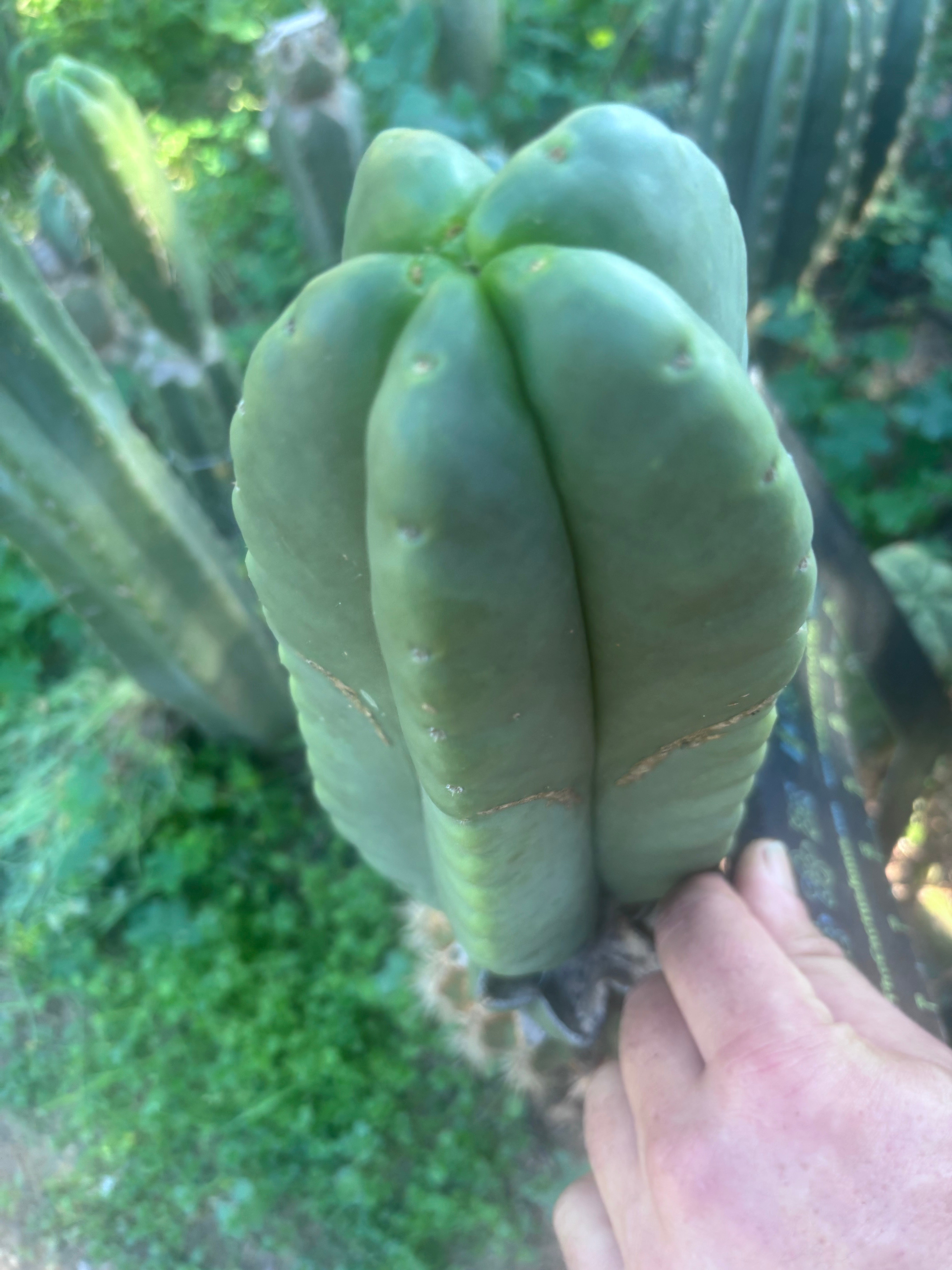 💎👑🌶️ Ferah — Chonky 7” Tip