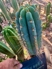 Rosei2 x TA01 (Peru x Peru)— Thick 10” Tip