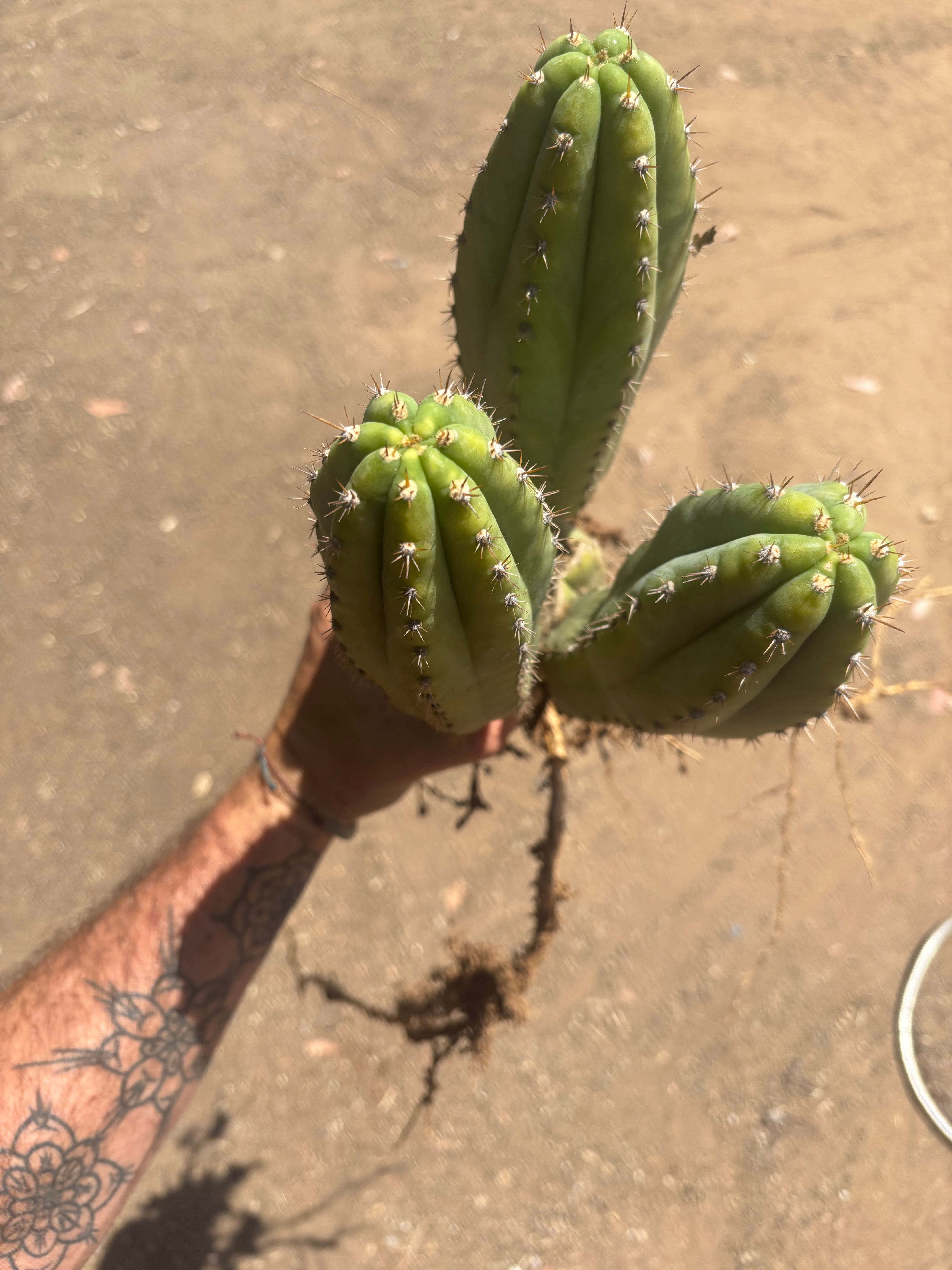 👑🌶️ Shine01 — Triple Pupped Mid with Crazy Roots