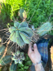 👑🌶️🌶️  Lumberjack — 12” Pup