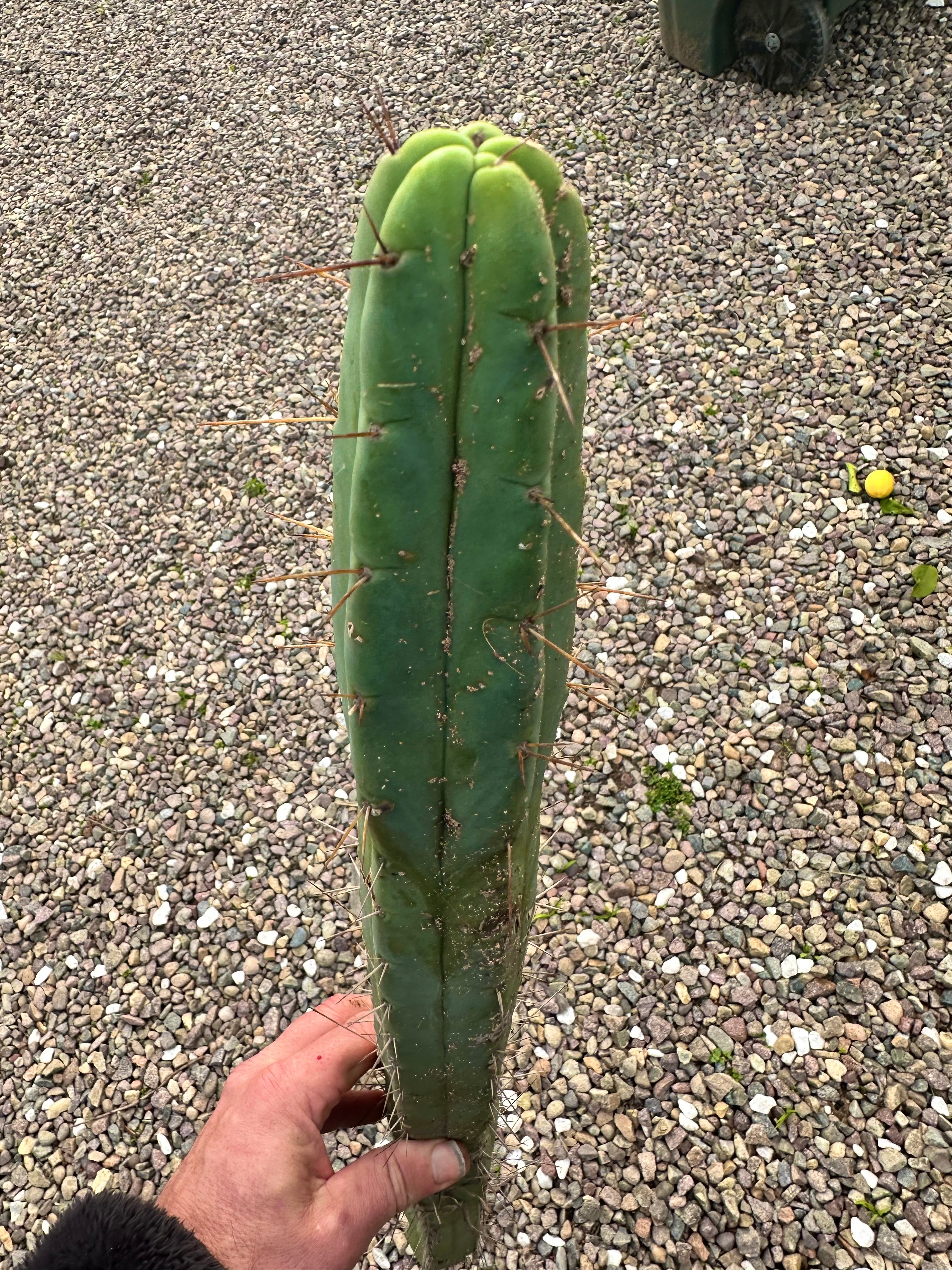 🌶️🌶️ Dulzura 12” MIDS