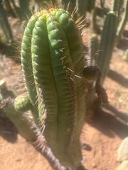 💎👑💎❗️Parques De Leyendes —BK08611.4 Clone A — Established Rooted Slab Graft w/ Large Pup