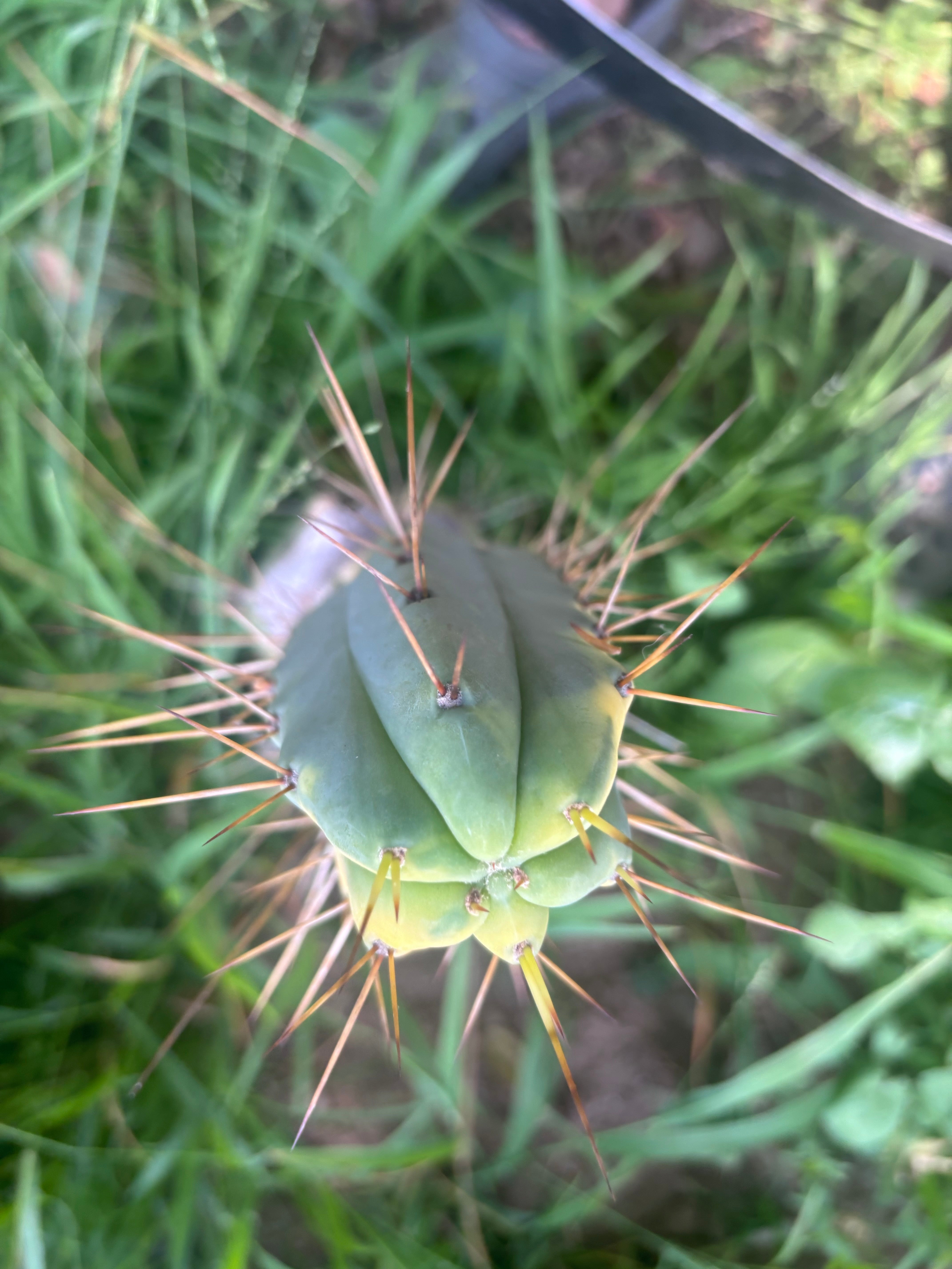 💎💎👑🌶️ MJC01  — 6” Tip