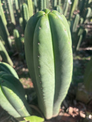 💎👑🌶️ Scop A — Massive XXL 16” Tip