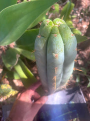 👑 Lotusland Huanu —  Frosty 12” Tip