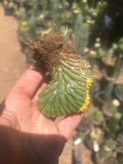 💎🔰💎 Crested Variegated Pachanoi — Perfect Color Split Crest w/ Roots