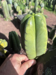 💎👑💎🌶️ Ferah — Chonky 6” Tip