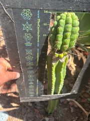 💎👑💎 Havran — Large Established Graft on PC