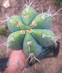 💎👑🌶️ CGG — Massive 10” Tip