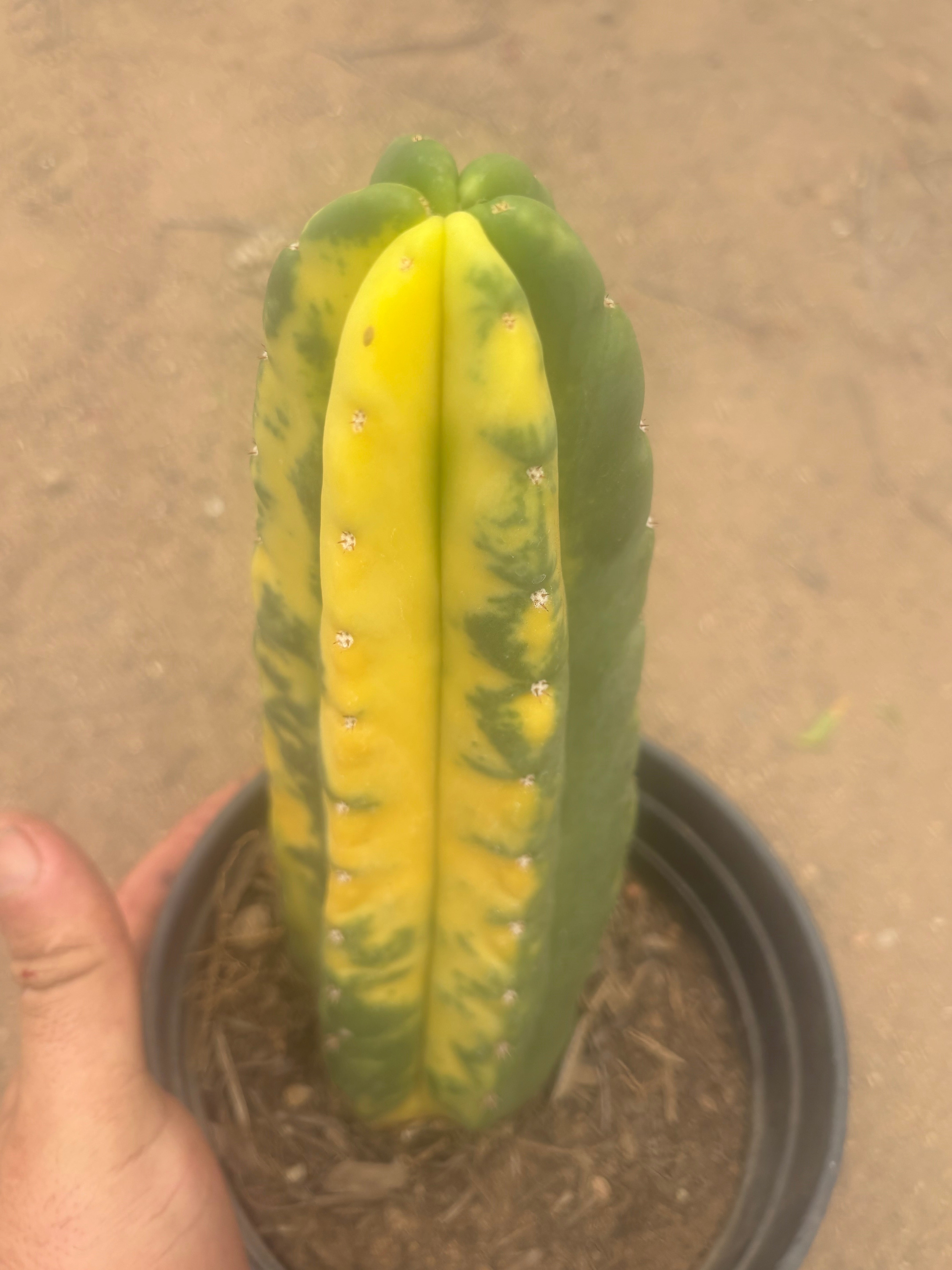 💎🔰💎💎 FVV3  — Fully Rooted 8” Pup