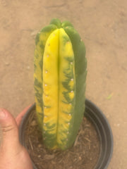 💎🔰💎💎 FVV3  — Fully Rooted 8” Pup