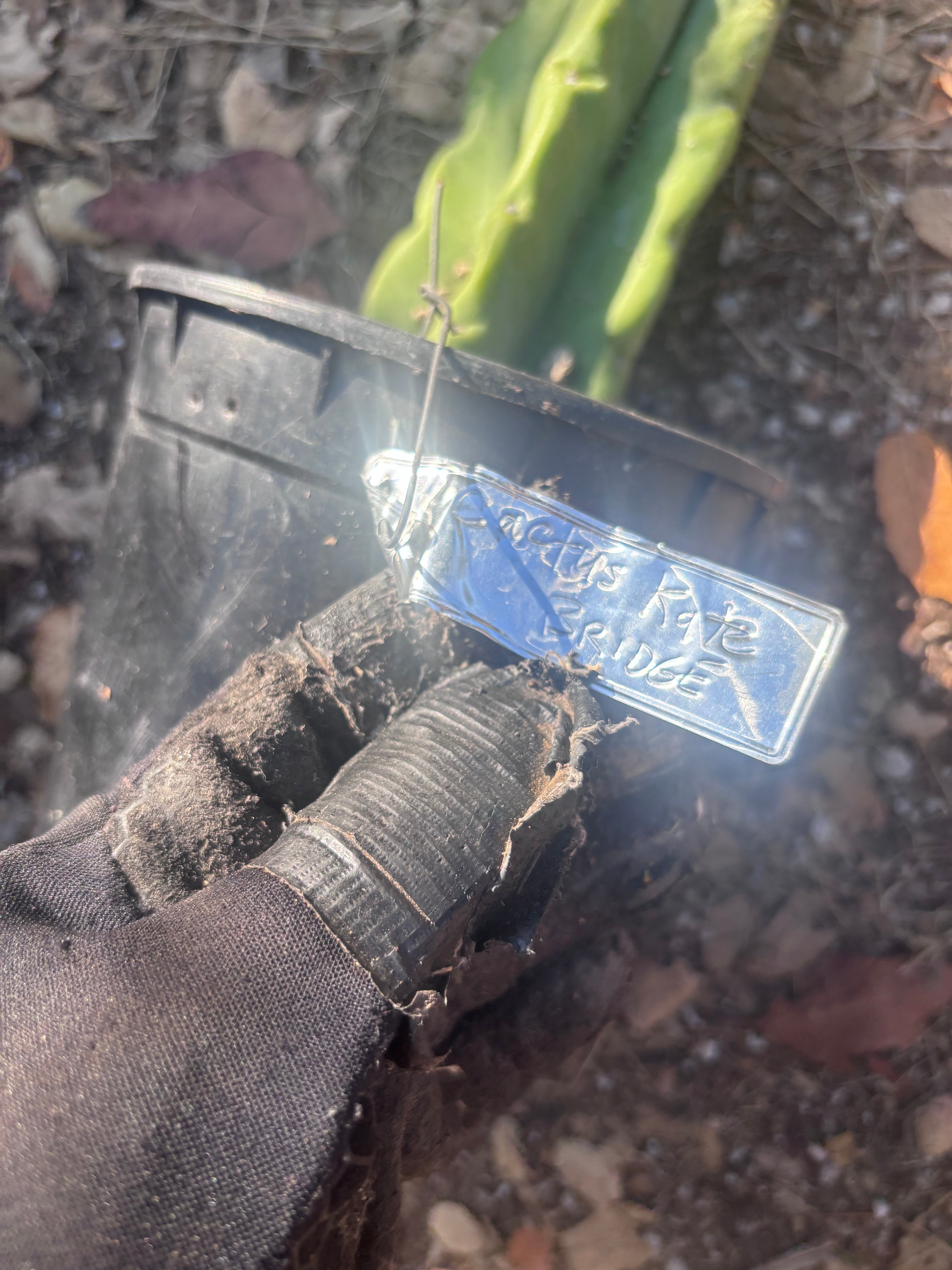 👑🌶️🌶️ Kate’s Bridge — Fat Rooted Tip
