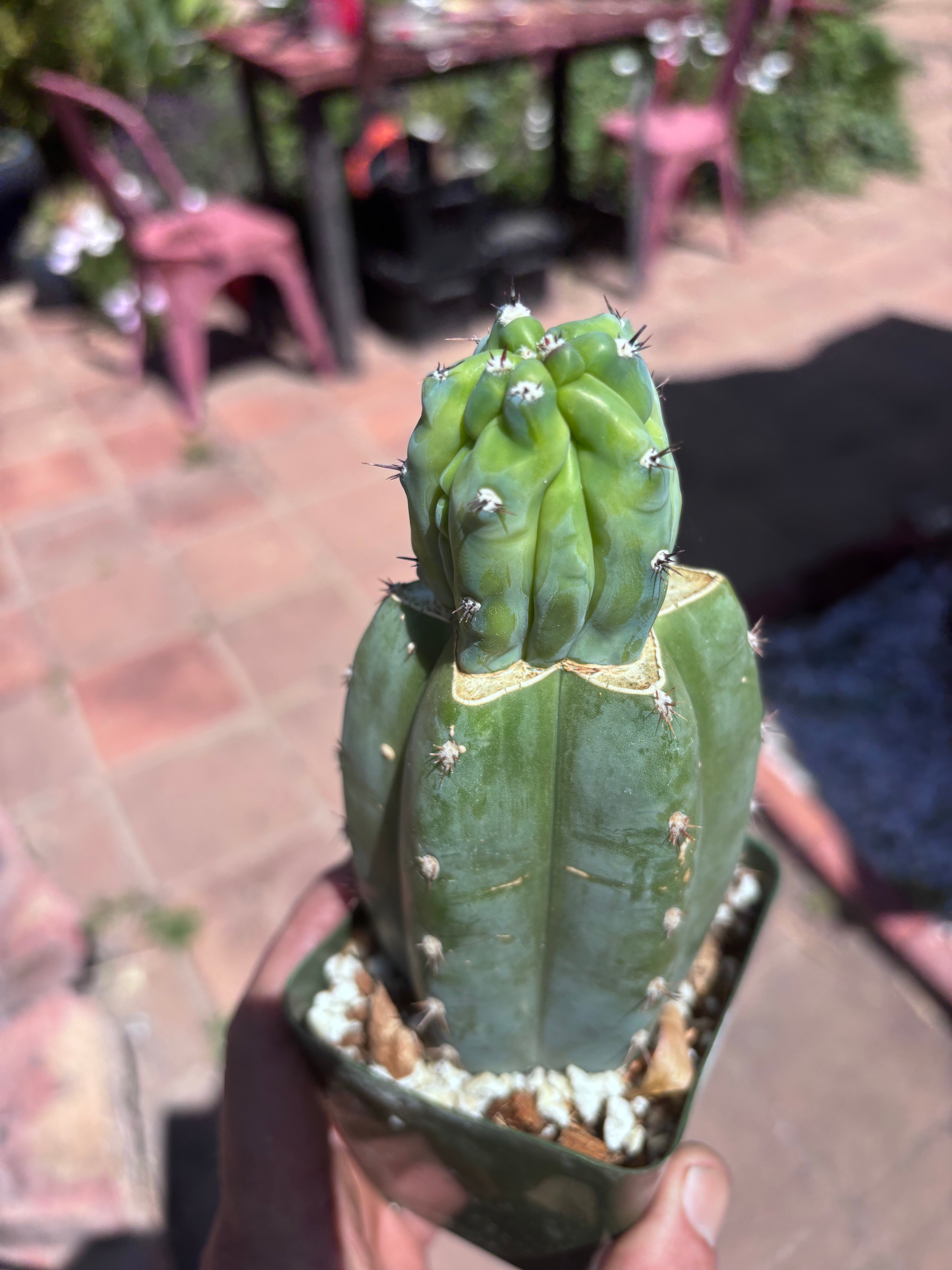 👑💎 Grecas Tip Graft — Rooted / Whole