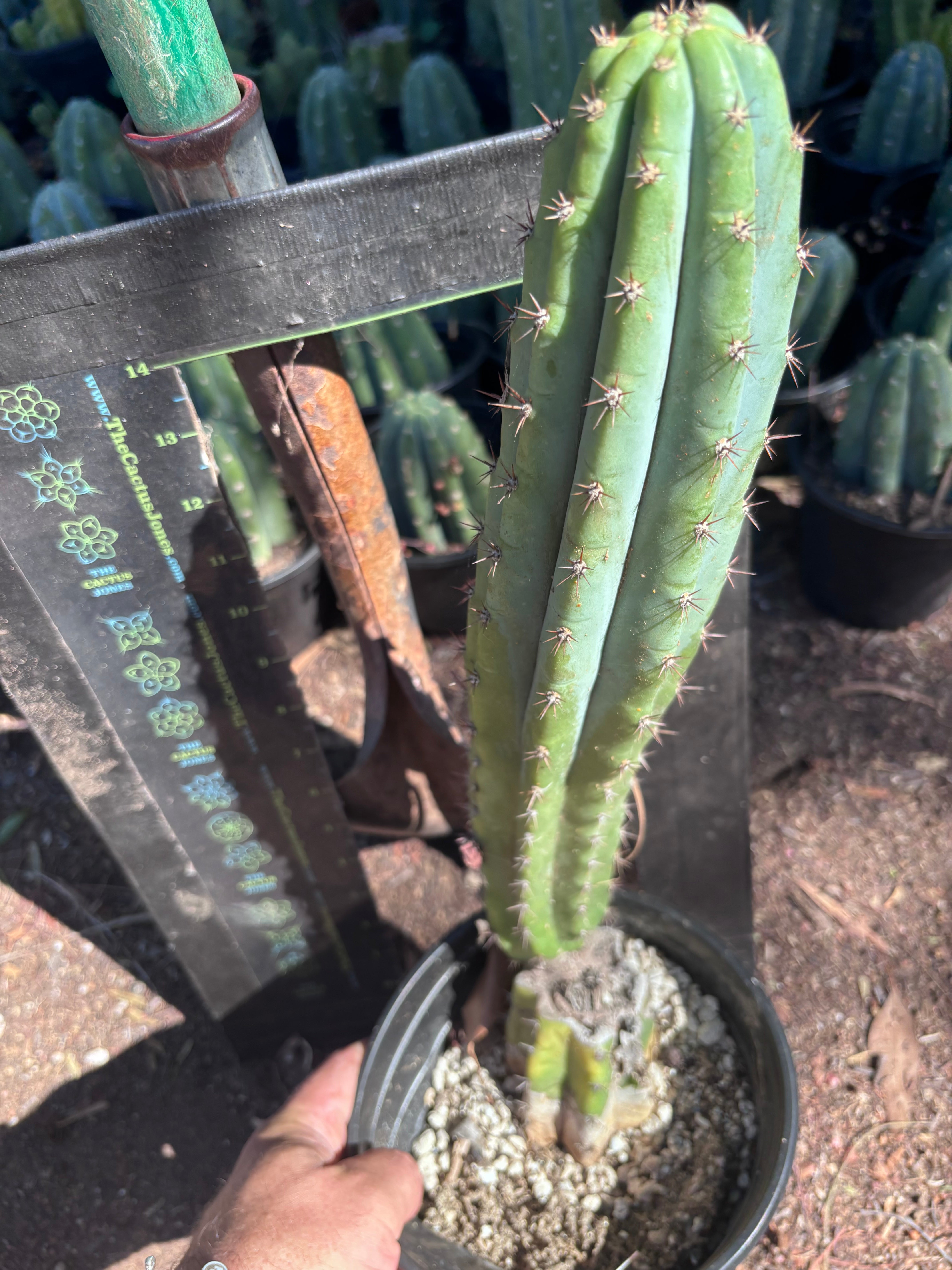 👑 Moran — Fully Rooted 15”