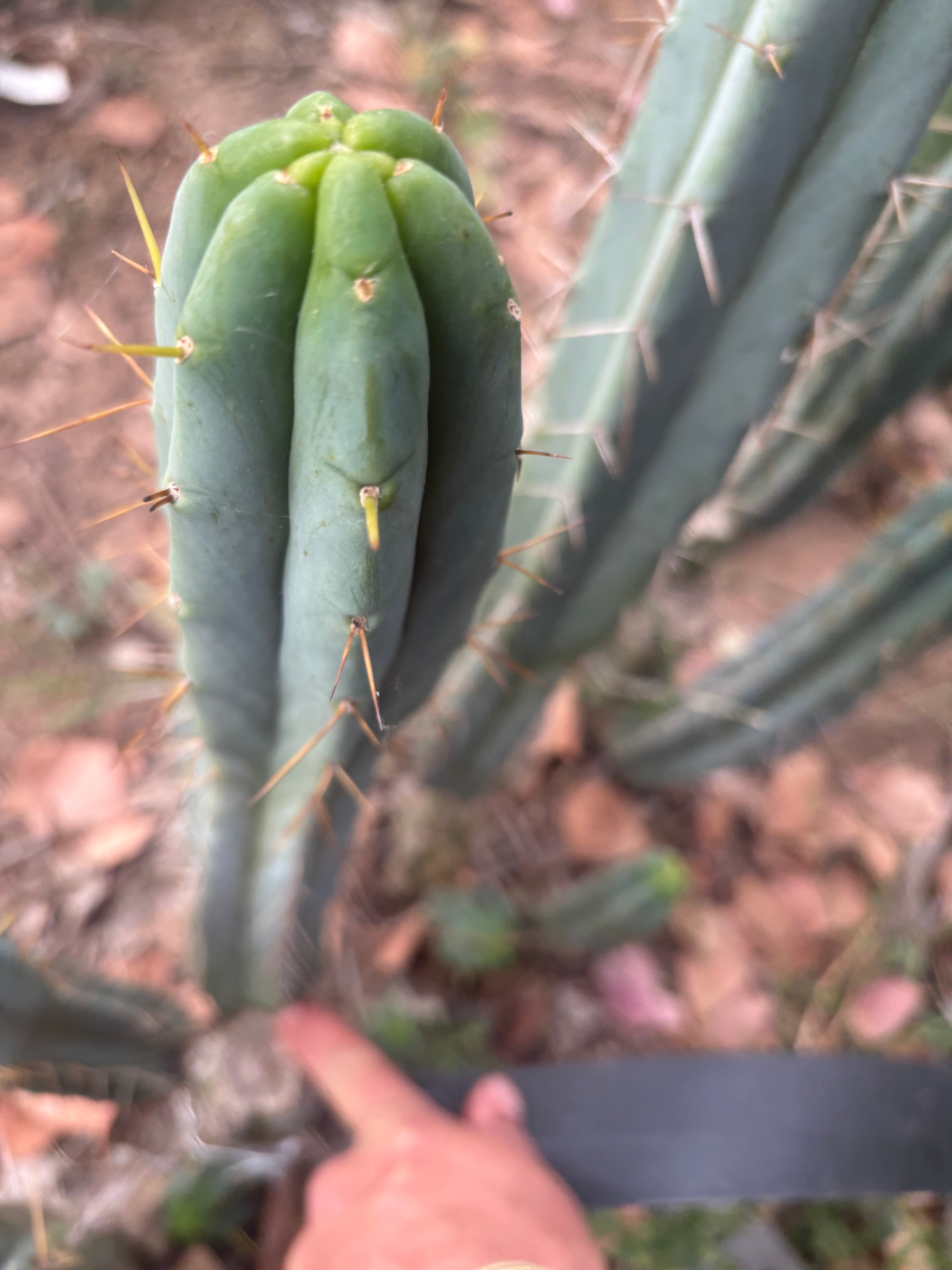 🌶️🌶️ The Baker Helen Bridge — 15” Pup