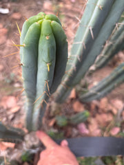🌶️🌶️ The Baker Helen Bridge — 15” Pup