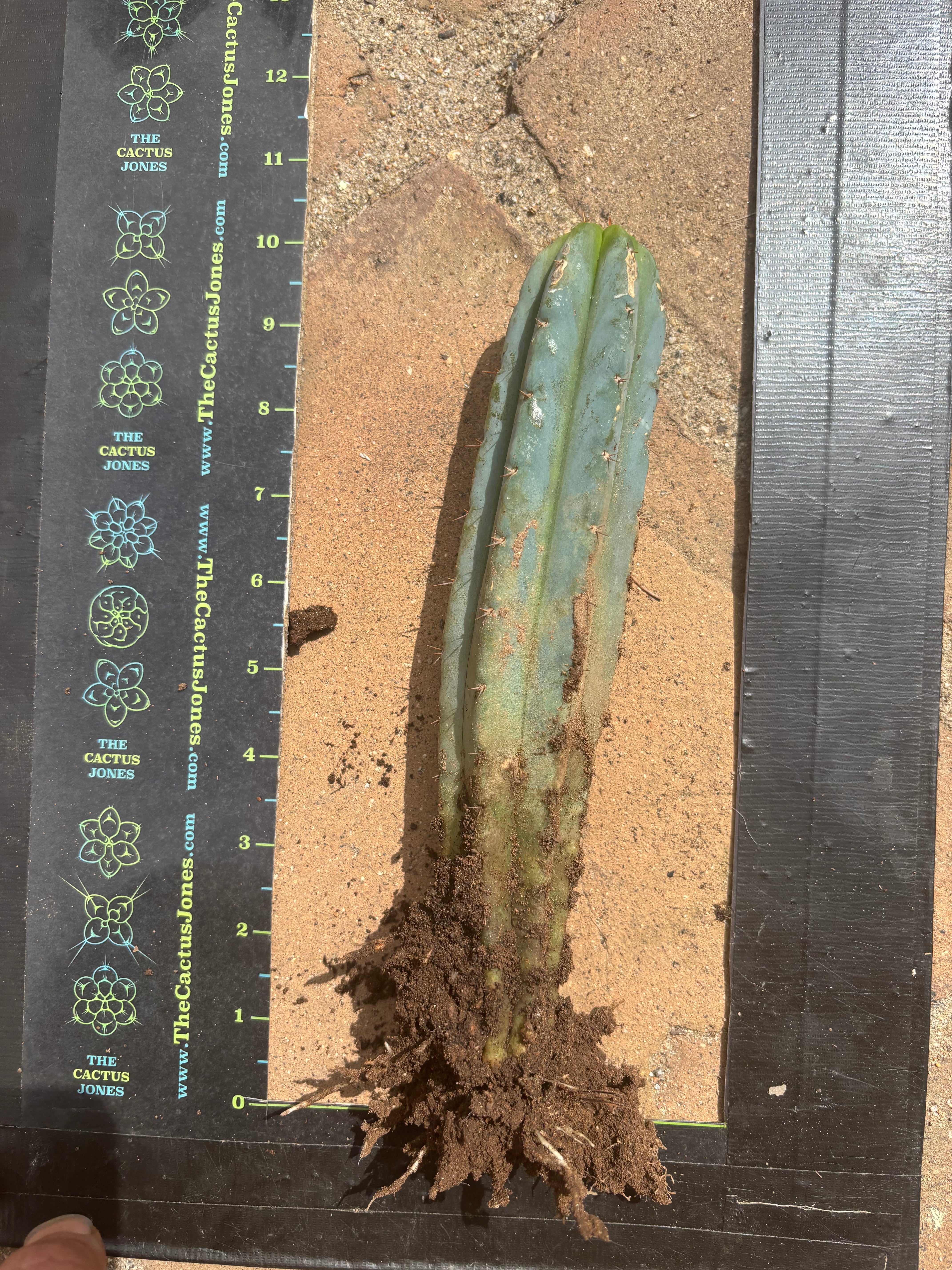 👑🌶️🌶️ Pala! — ROOTED 11” Tip