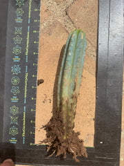 👑🌶️🌶️ Pala! — ROOTED 11” Tip
