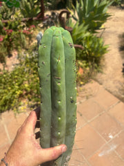 👑💎🌶️🌶️ Eileen — 16” Mega Tip (Blemish Discount)