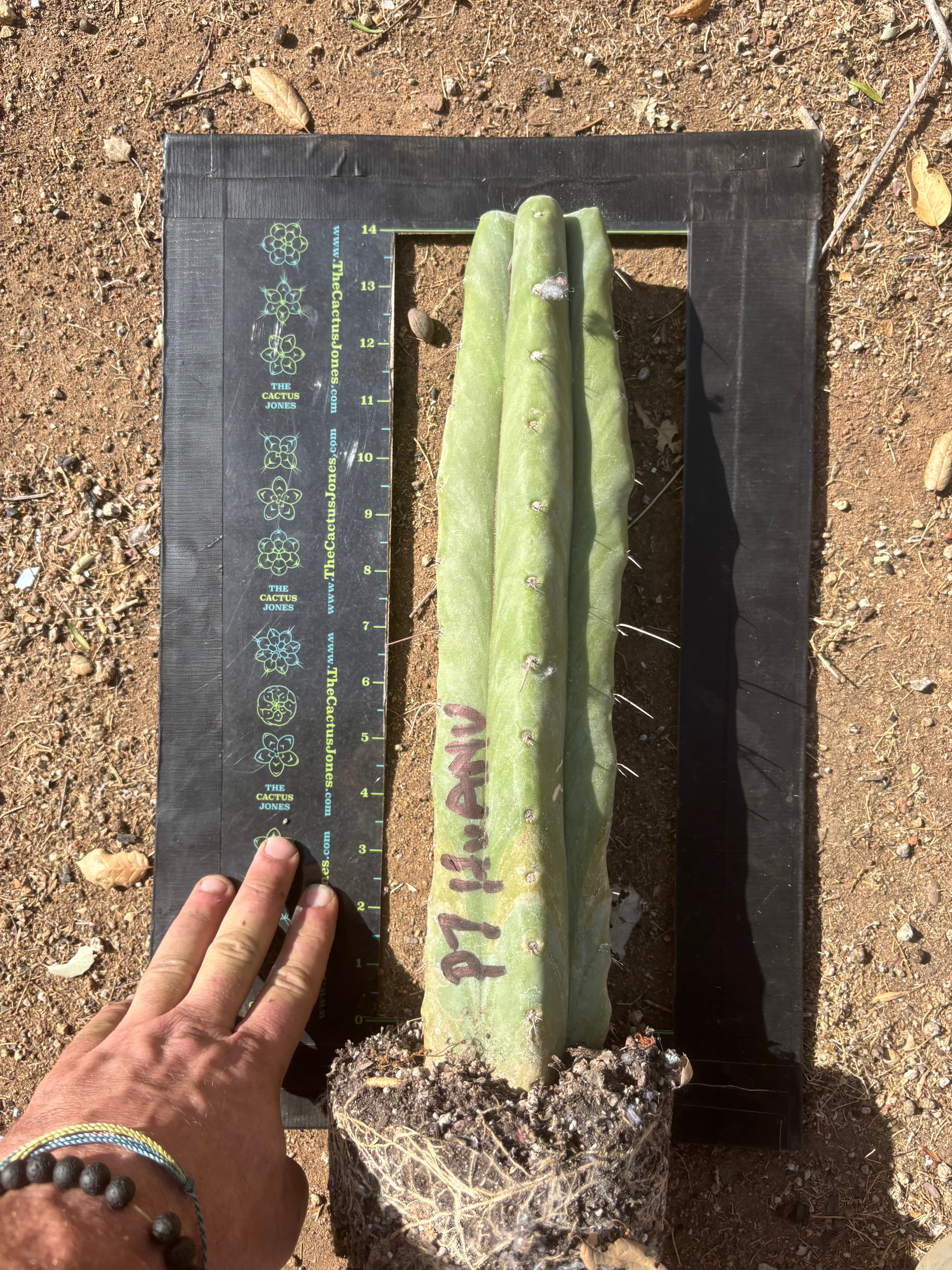 👑 Big Mac Huanu (P7)  — XL 15” Fully Rooted Stump