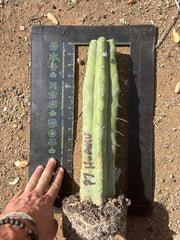 👑 Big Mac Huanu (P7)  — XL 15” Fully Rooted Stump