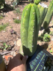 👑🌶️🌶️ Ogun — 11” Pup