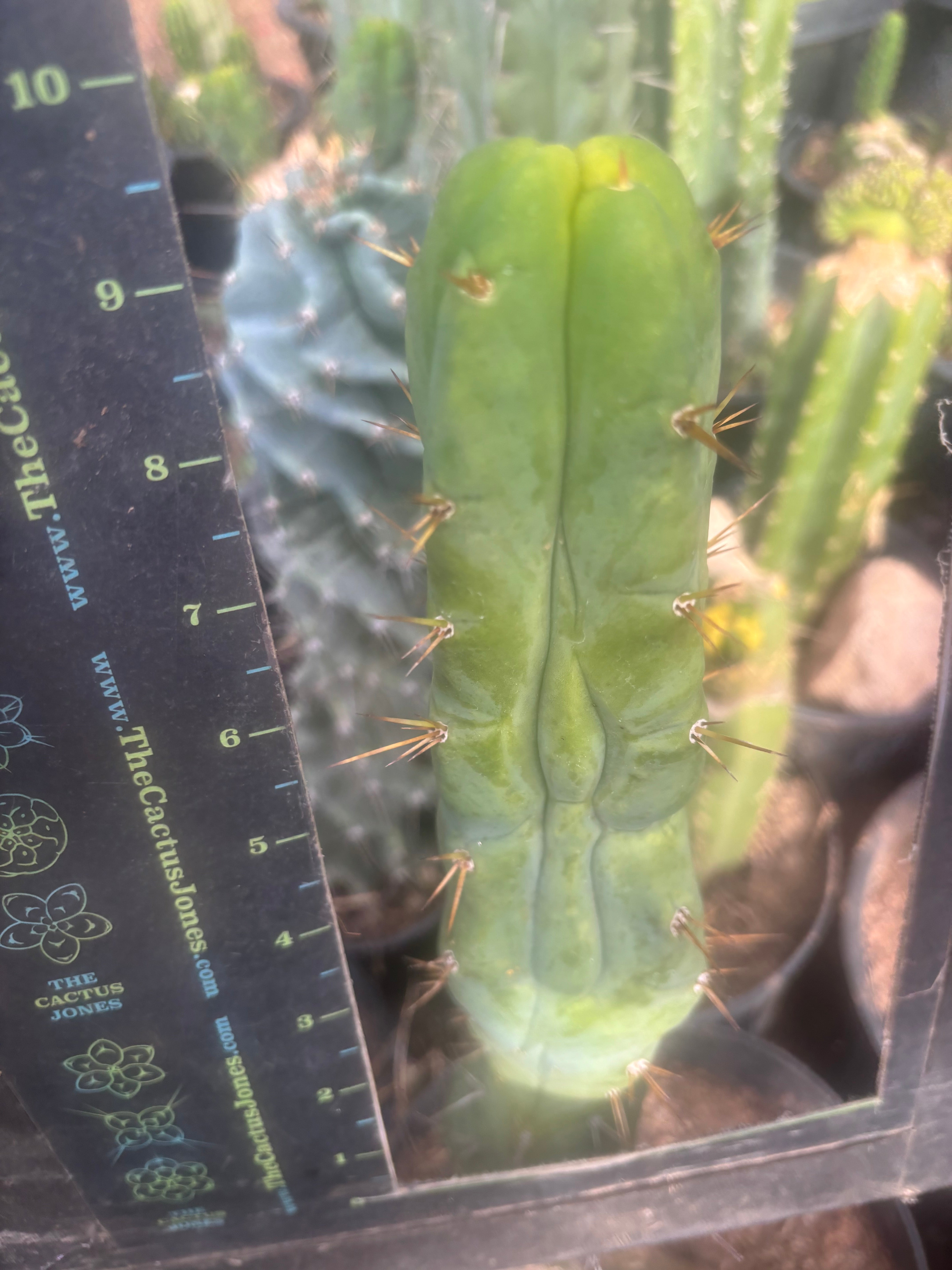 💎👑🌶️ Bruce — 9” Tip