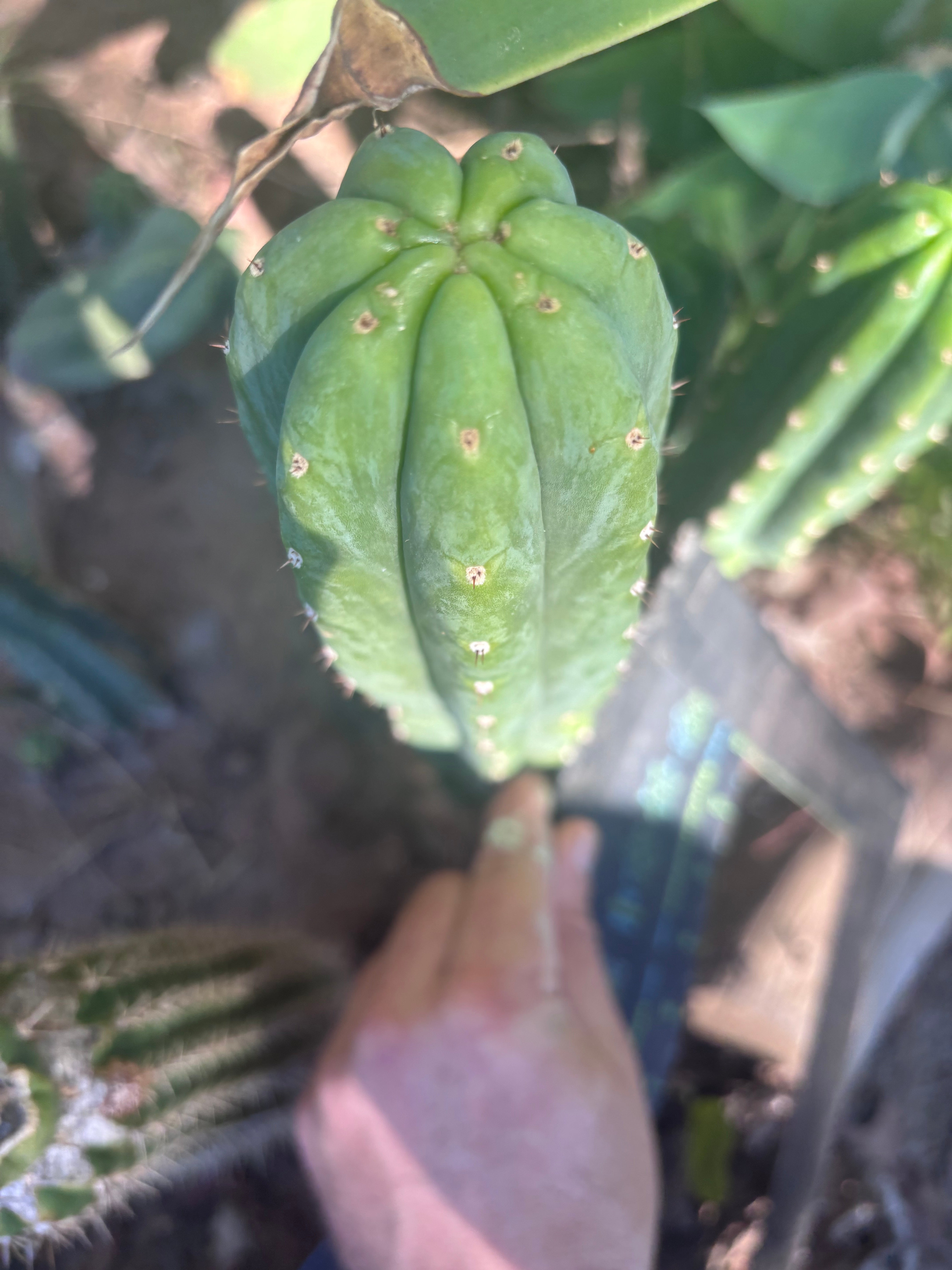 👑🌶️🌶️ Ogun — 9.5” Tip