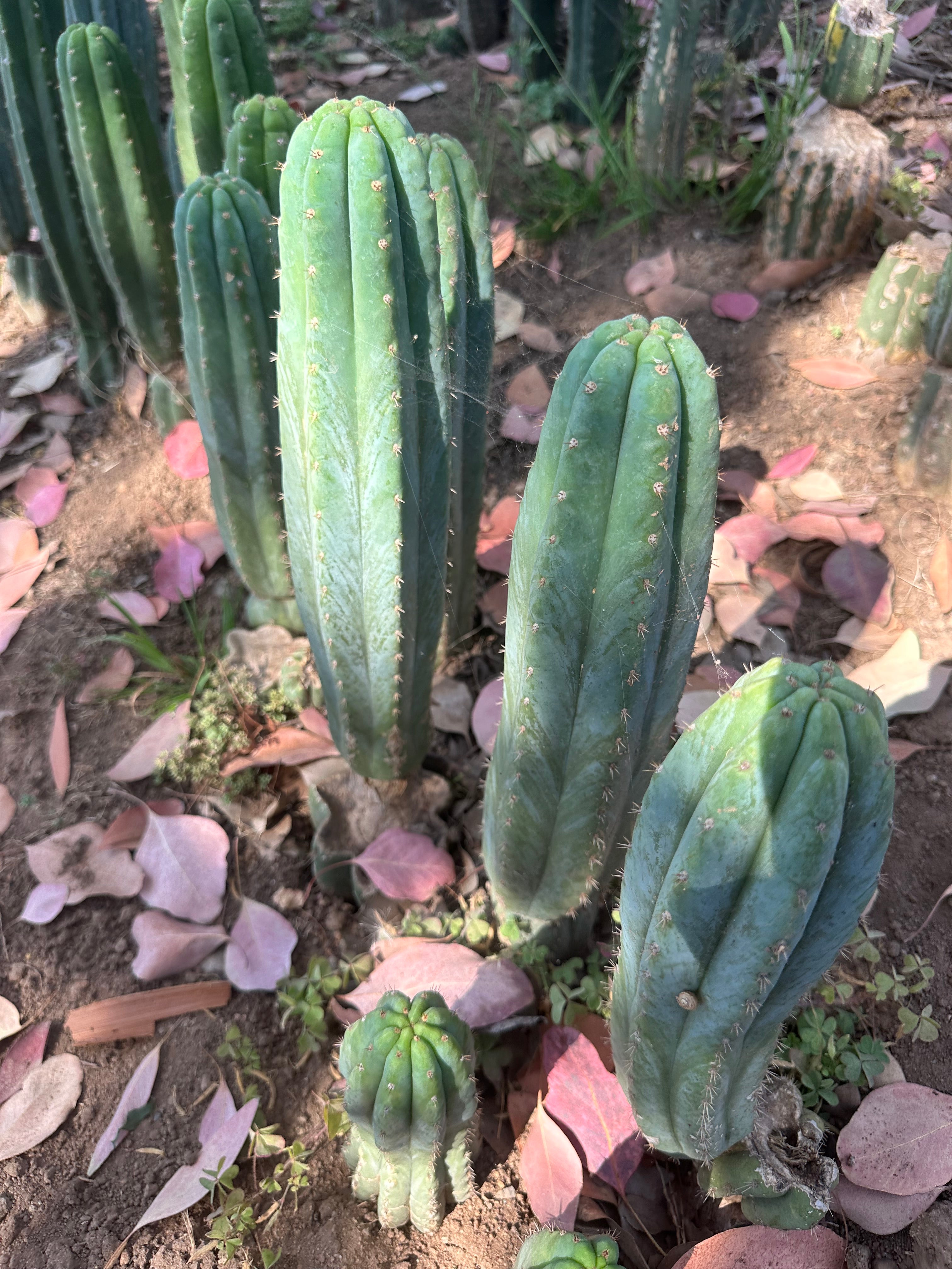 👑🌶️ Restocked (Again) — Ventucky Blue — 10” Tips