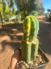 💎👑💎 VFV — Rooted Tip Graft