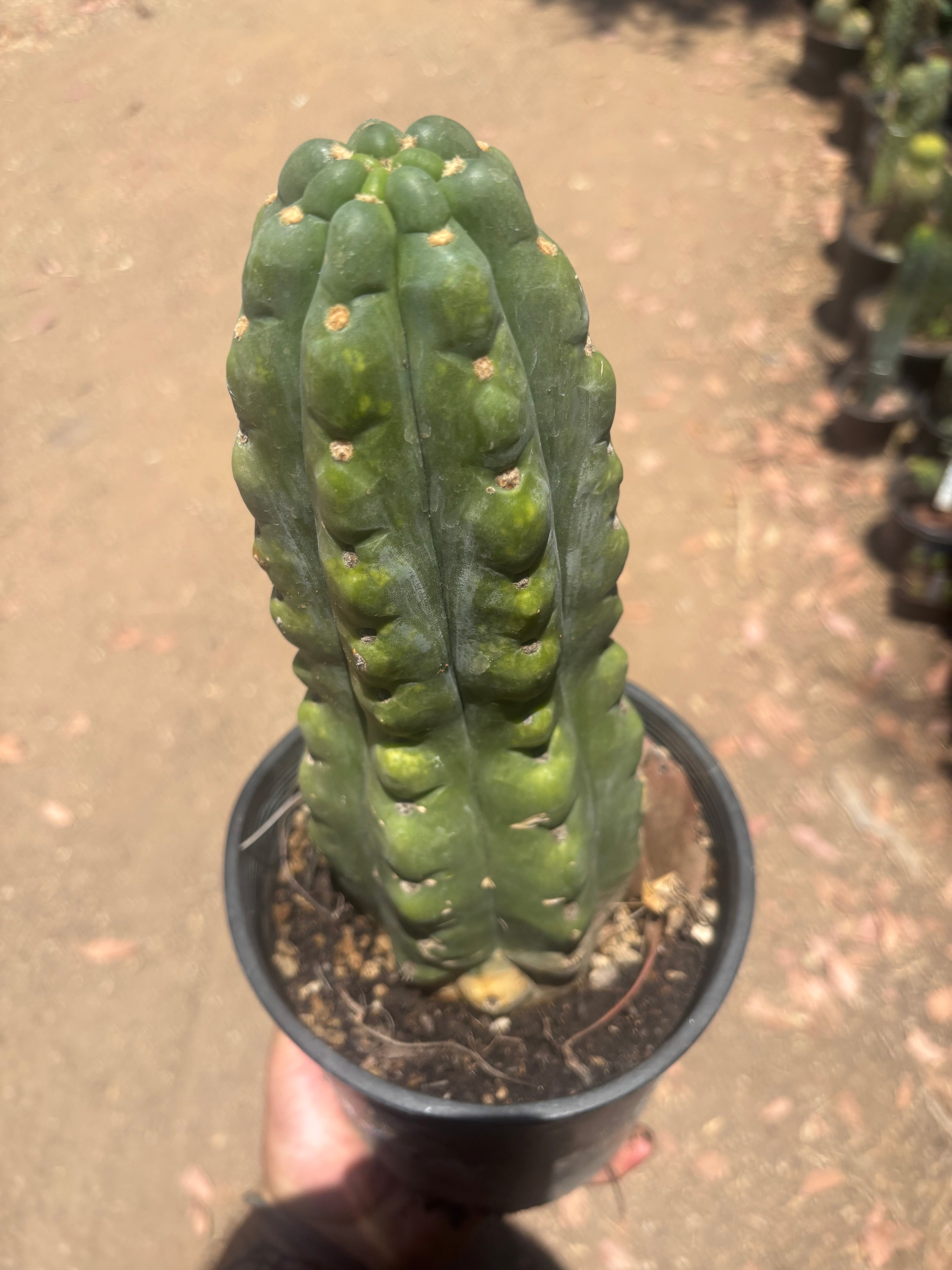 💎👑🌶️  Ichoca — Chonky Rooted 12”