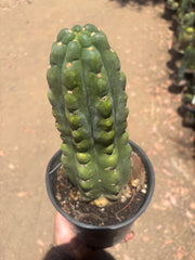💎👑🌶️  Ichoca — Chonky Rooted 12”