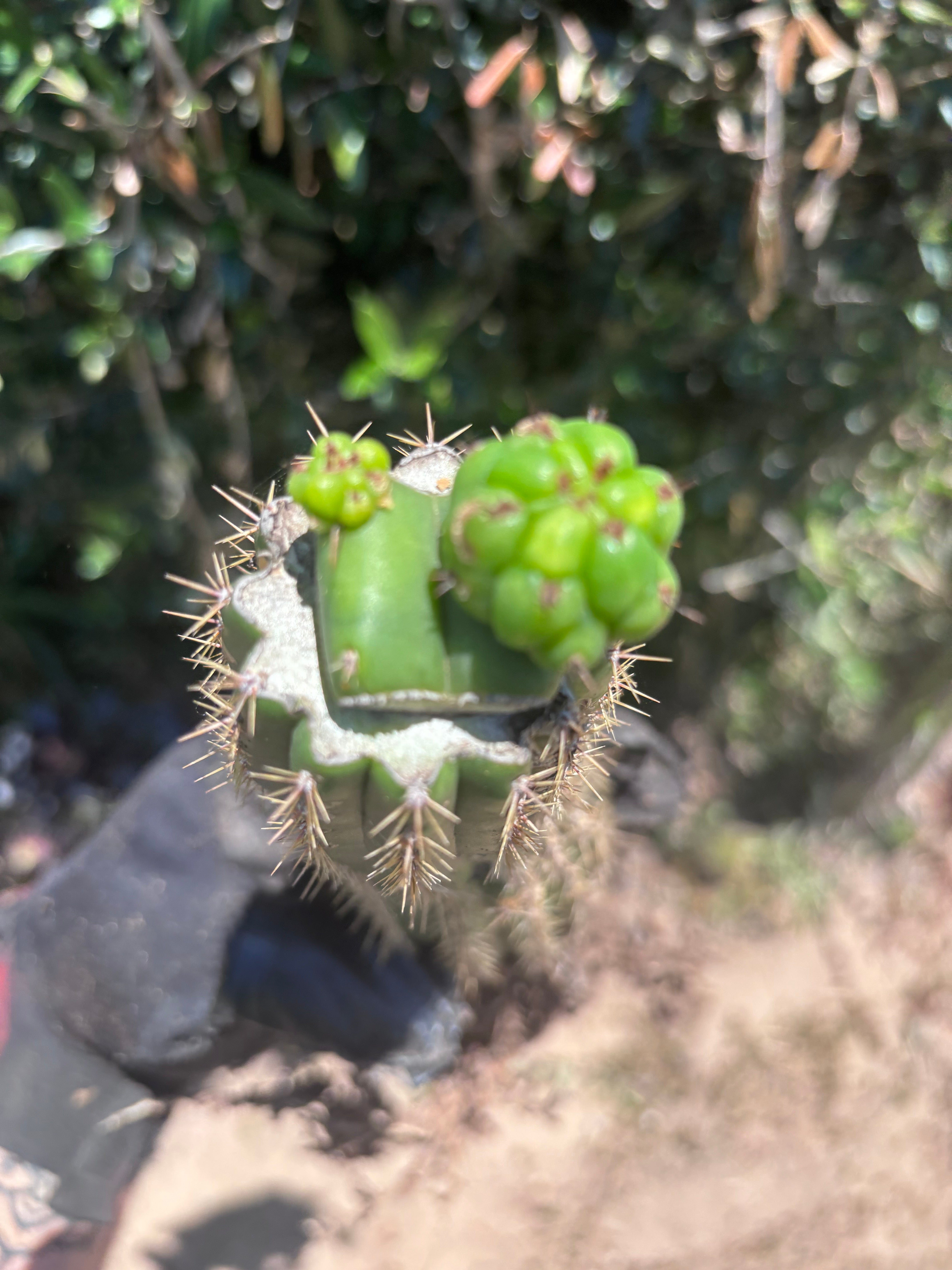 👑🌶️🌶️ KR04 — Another Whole Rooted Graft
