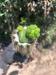 👑🌶️🌶️ KR04 — Another Whole Rooted Graft
