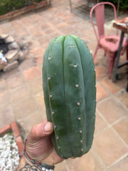 👑🌶️ Pierre — Another Chonky 10” Pup