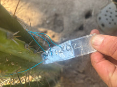 💎🌶️ 0102 — XXL Two Footer Tip (24”)