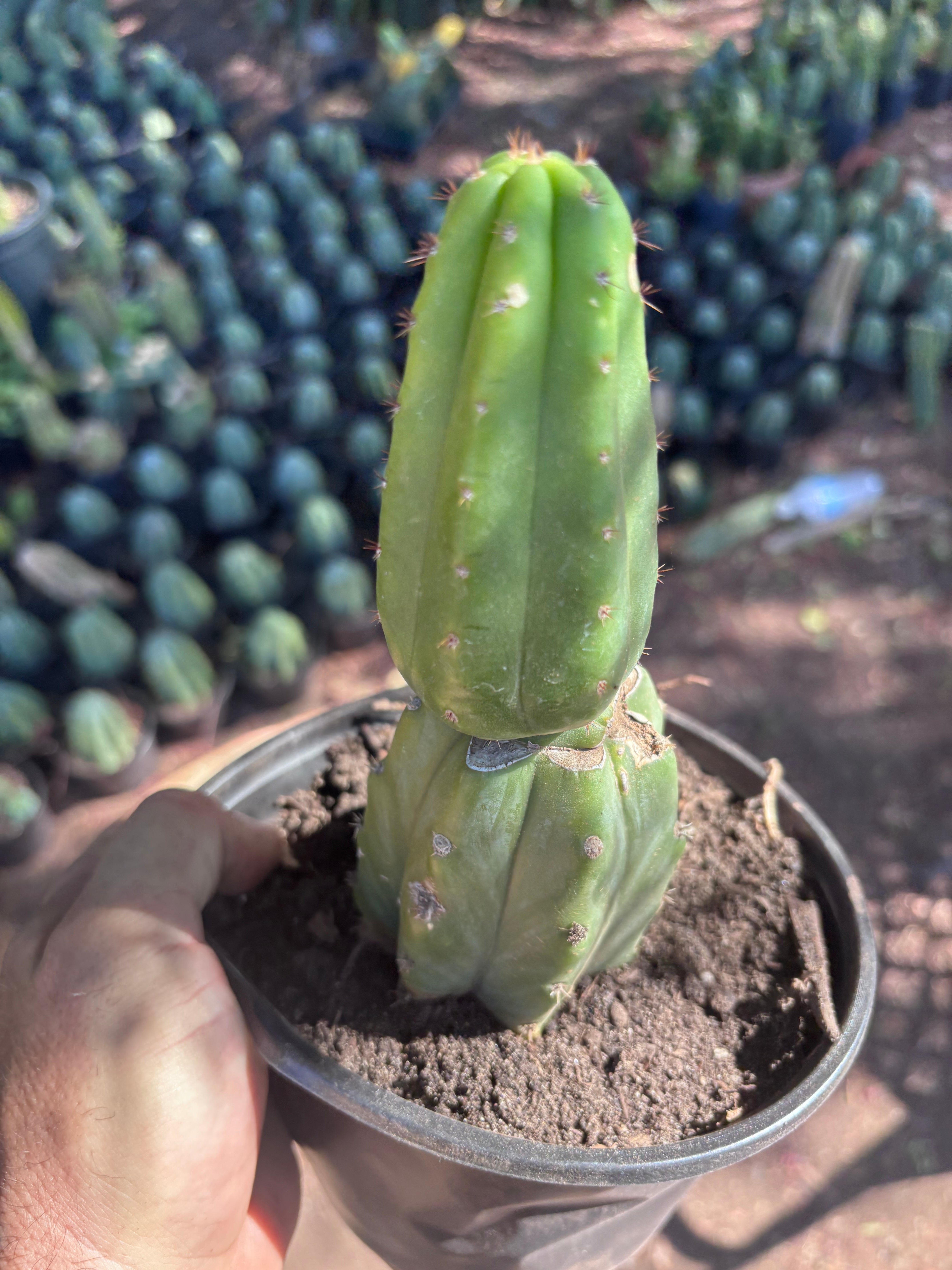 👑🌶️🌶️ KR04 — Another Rooted Slab Graft w/ Pup