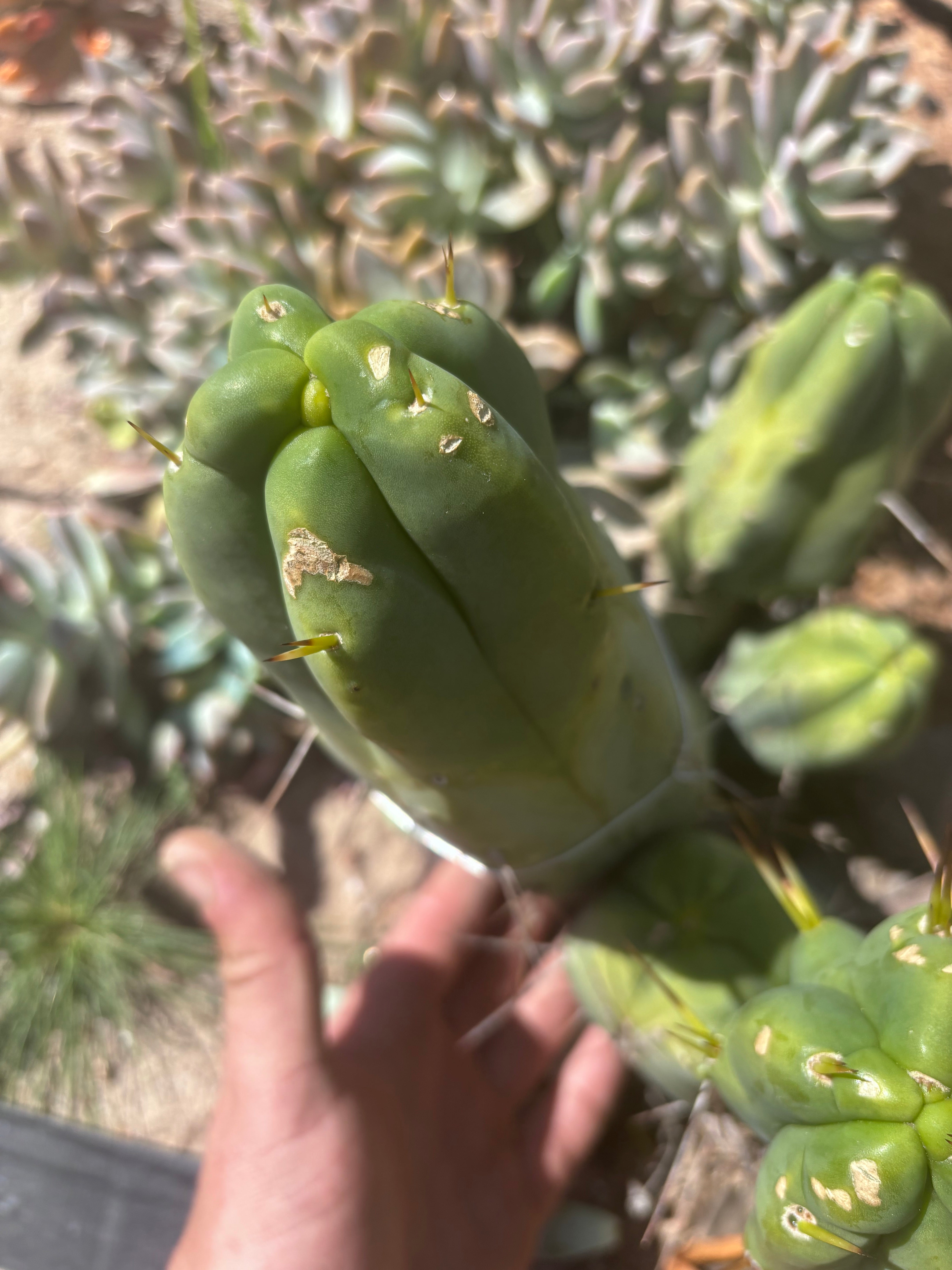 👑💎🌶️ Caballero — 9” Pup