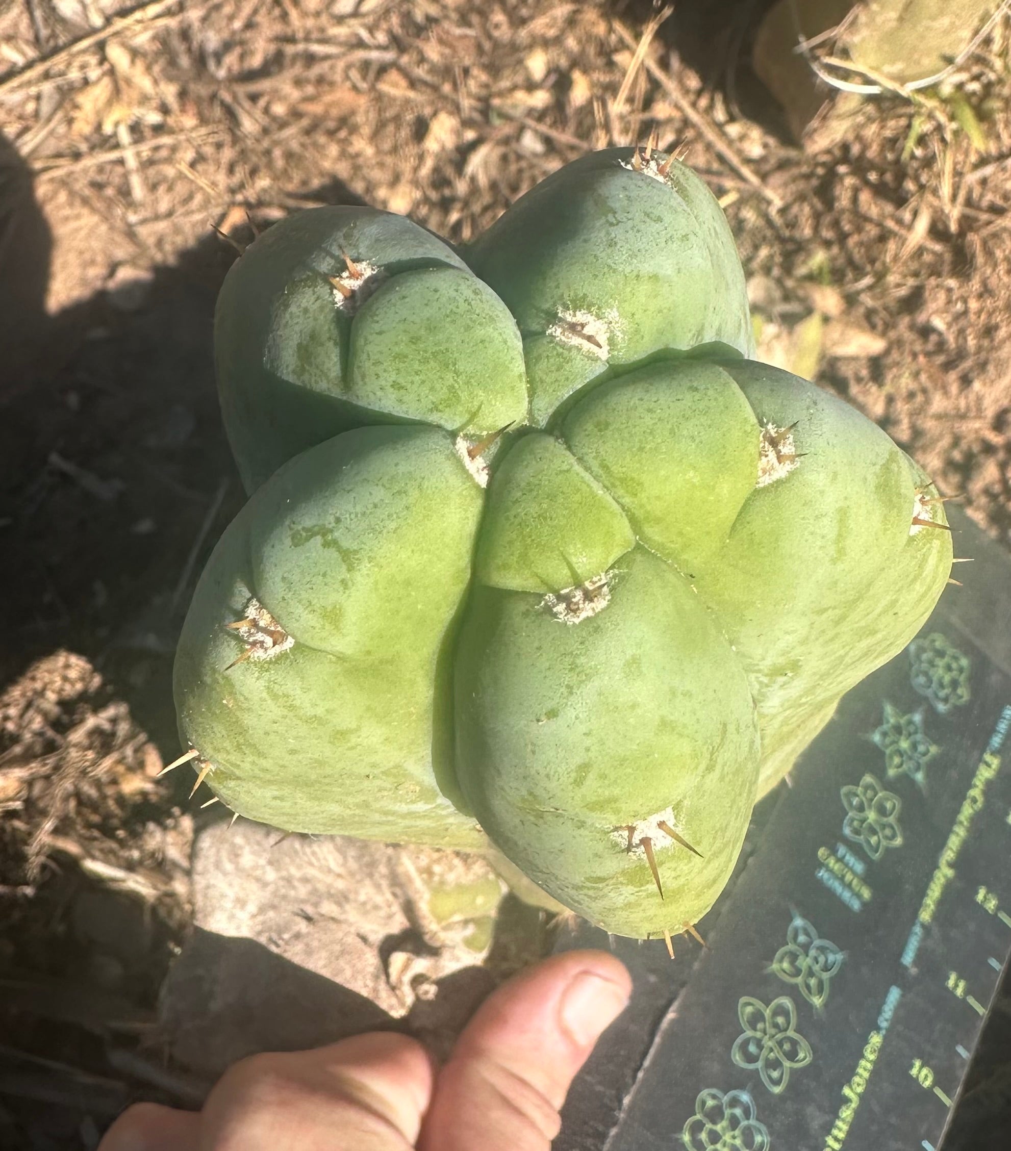 👑💎🌶️ Bob’s Colossus—  Beefy 9” Pup